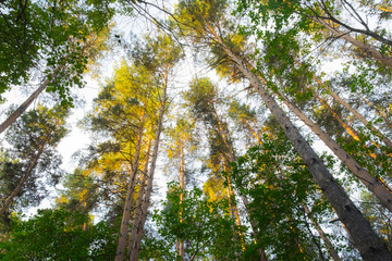 кроны сосны © marsgm