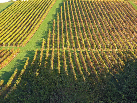 L ' automne dans les vignes du Beaujolais &agrave; Charnay , Rh&ocirc;ne , France