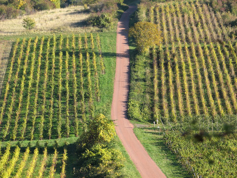 L ' automne dans les vignes du Beaujolais &agrave; Charnay , Rh&ocirc;ne , France