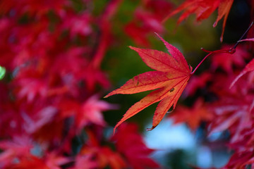 Autumn leaves in Nikko, Japan