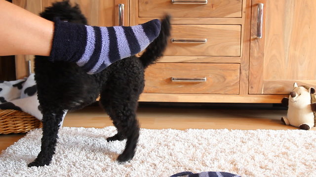 Dog Takes Off Socks