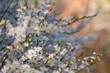 Spring Cherry blossoms 