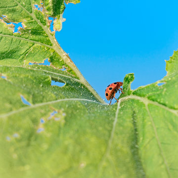 Small ladybug on green leaf in blue sky