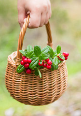 Fototapeta na wymiar Sprigs of cowberry in the basket