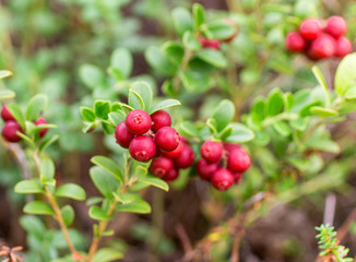  Cowberry.   Bushes of ripe forest berries. Selective focus