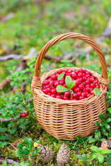 Ripe juicy cowberry in a basket in the autumn forest