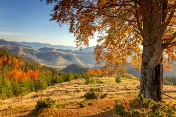 Paysage d& 39 automne tôt le matin - vieil arbre jaune dans