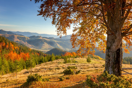Fototapeta Early Morning Autumnal Landscape - yellow old tree in