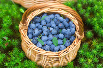 Fototapeta na wymiar Ripe juicy blueberries and honeysuckle