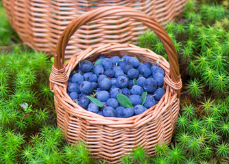 Fototapeta na wymiar Ripe juicy blueberries and honeysuckle