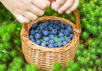Ripe juicy blueberries and honeysuckle