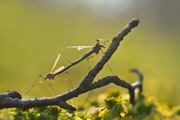 Mosquitos mating - perfect macro view