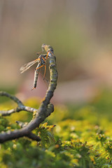 Mosquitos mating - perfect macro view