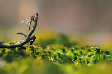 Mosquitos mating - perfect macro view