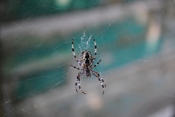 Big nice spider on the his net