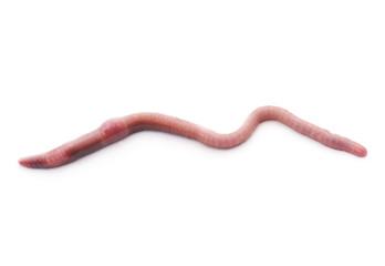 Pink worm. © voren1