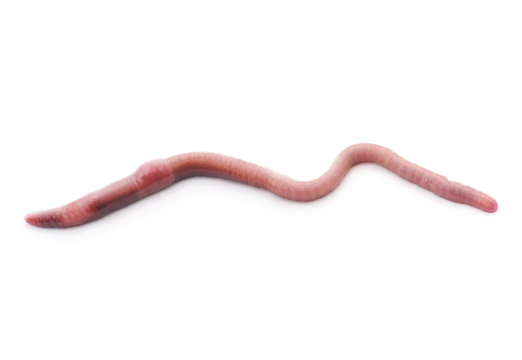 Pink worm.
