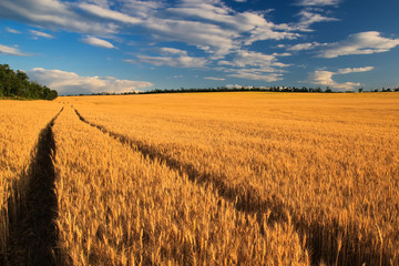 wheat field with dirt road leading toward the horizon