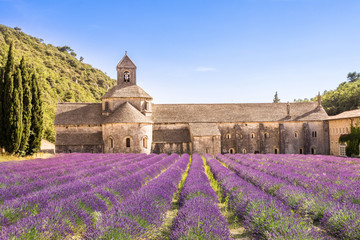 Abbaye Notre-Dame de Senanque, Provence - obrazy, fototapety, plakaty