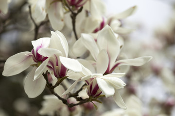 Obraz premium Magnolia.