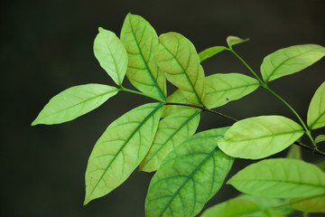 Fototapeta na wymiar Pale leaves
