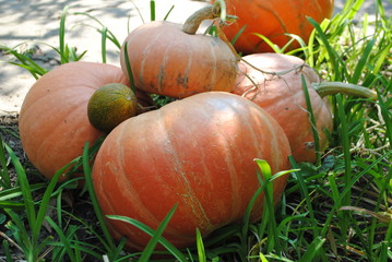 Fototapeta premium a lot of pumkins