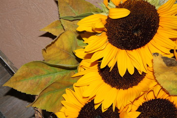 Sonnenblumen Impressionen