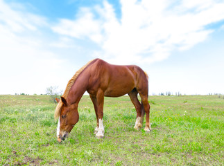 Fototapeta na wymiar Beautiful brown horse grazing on meadow