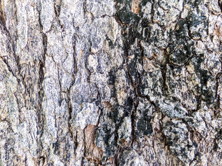 Fototapeta premium wood texture and wood surface in garden