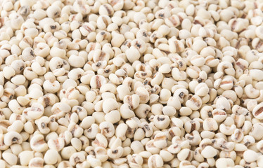 job's-tears of millet on white background