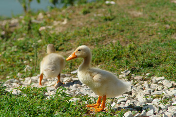 Pullo, cucciolo di germano, cucciolo di anatra in primo piano