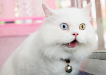 Obraz premium white Persian cat two color eyes