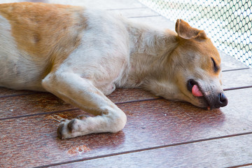 sleeping thai dog in public place