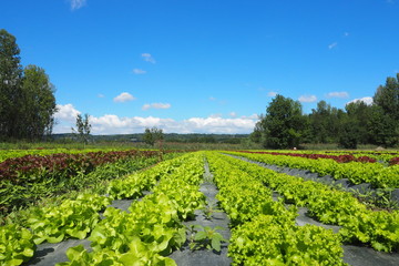 Culture de salade sur film plastique