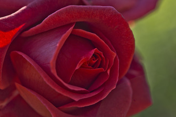 red Rose background