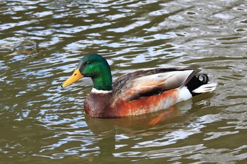 Male wild duck,  Anas platyrhynchos