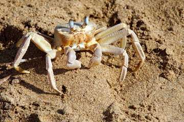 Strandkrabbe im Sand