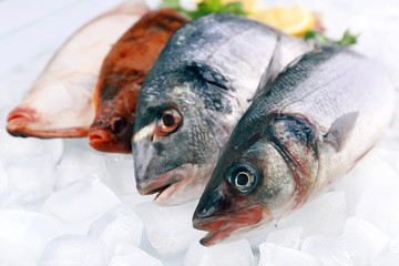 Fresh fishes with lemon on ice background