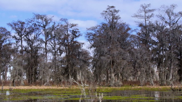 Swamps of Louisiana 4031