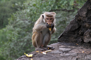 Macaque Eating