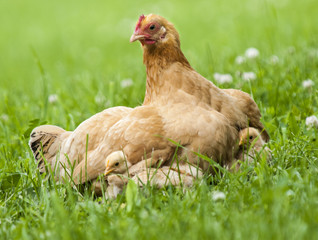 Gold Star Hen and Chicks in Grass
