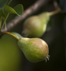 Two Pears