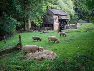 Bucks County Sheep Pasture and Old Wooden Mill