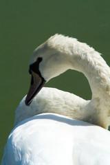 Obraz premium Cigno in primo piano, sfondo verde lago