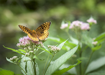 Fototapeta na wymiar Frittillary Butterfly on Joe Pie Weed