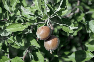 Wild apple tree and fruits in garden, Sofia, Bulgaria 