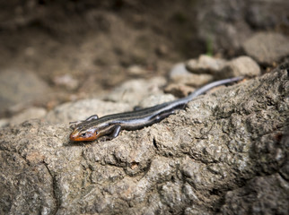 Five Lined Skink in Hudson Highlands