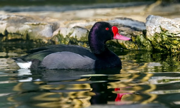 Rosy-billed or rosybill pochard duck, netta peposaca