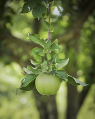 Single Green Apple Suspended from a Branch