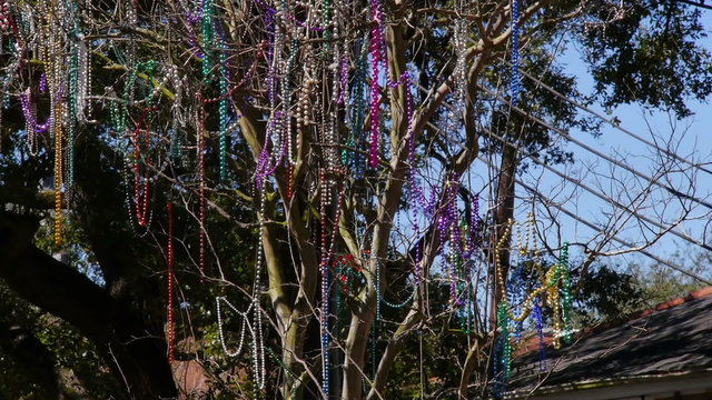 Mardi Gras Beads in a Tree on St Charles Avenue 4061